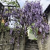 Глицынии в полном цвете на новом для них металлокаркасе.